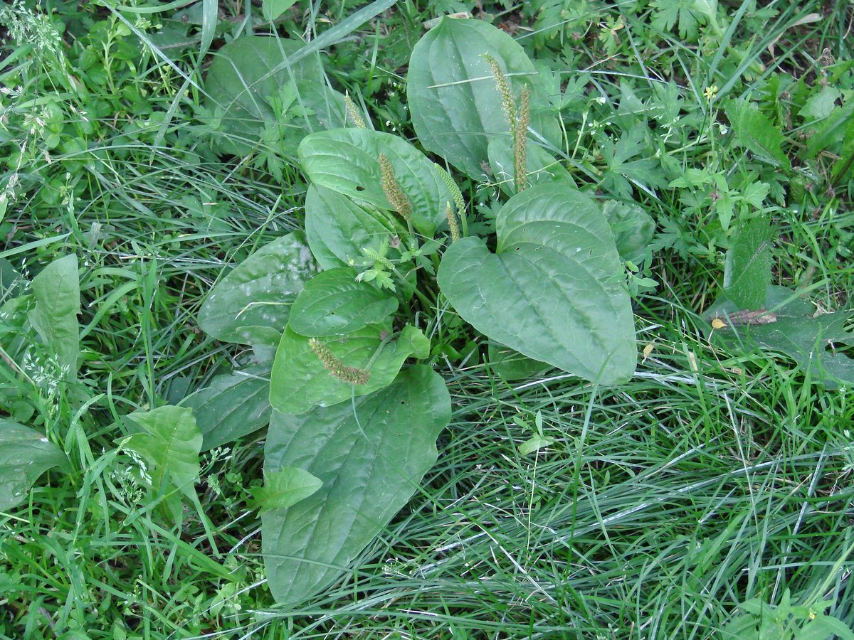 Изображение особи Plantago major.