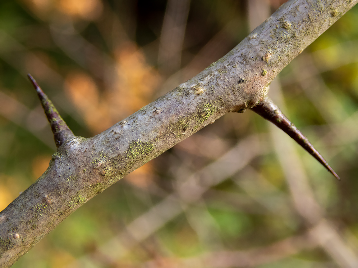 Изображение особи род Crataegus.