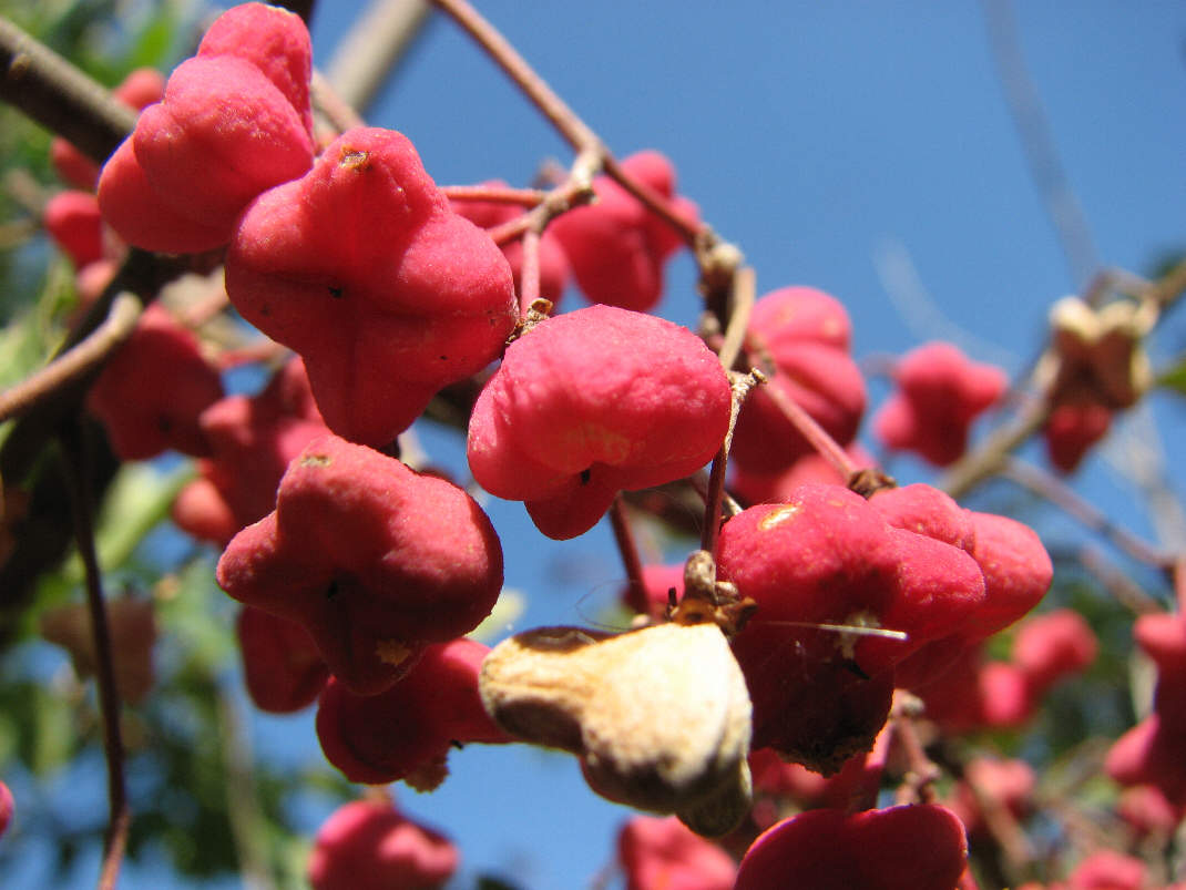 Image of Euonymus europaeus specimen.