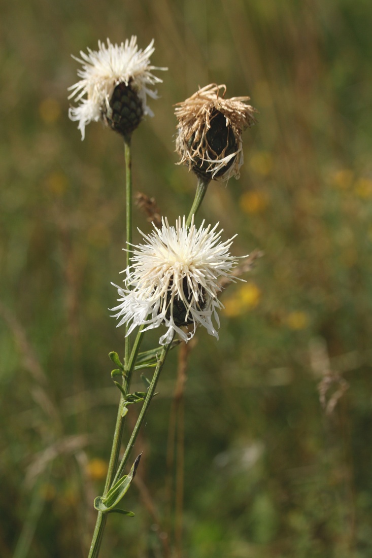 Image of Centaurea scabiosa specimen.