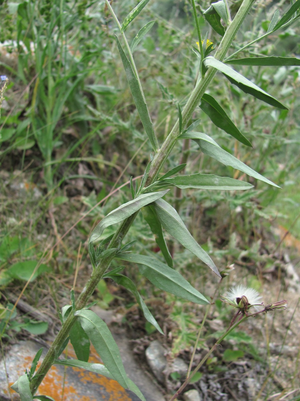 Image of genus Erysimum specimen.