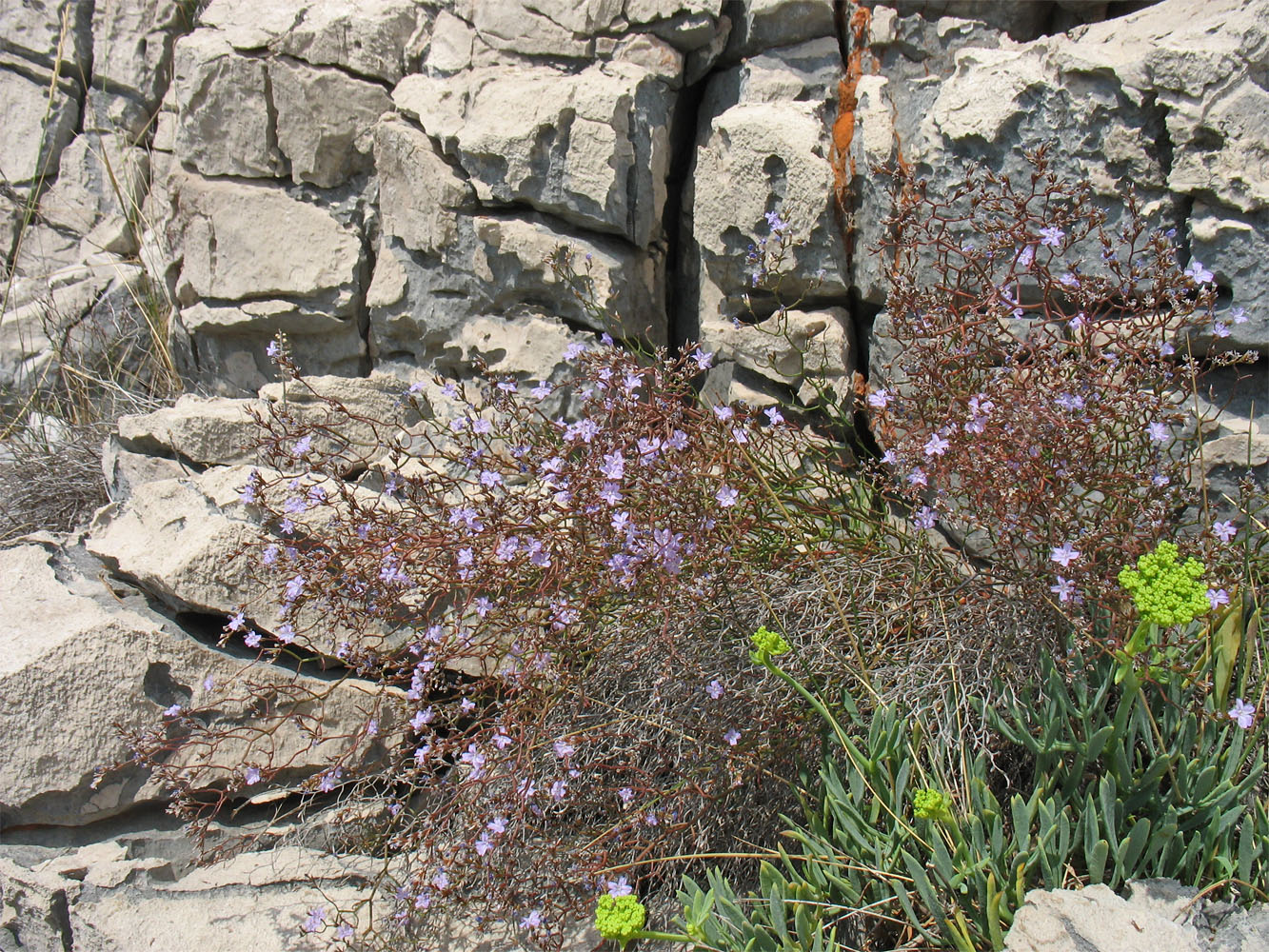 Image of Limonium anfractum specimen.