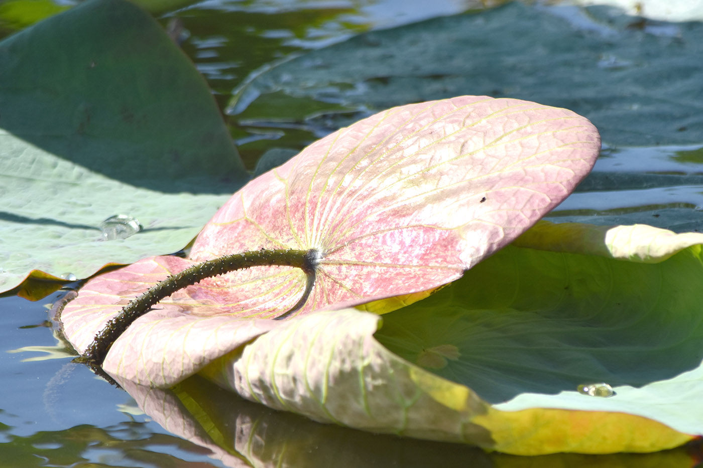 Изображение особи Nelumbo caspica.