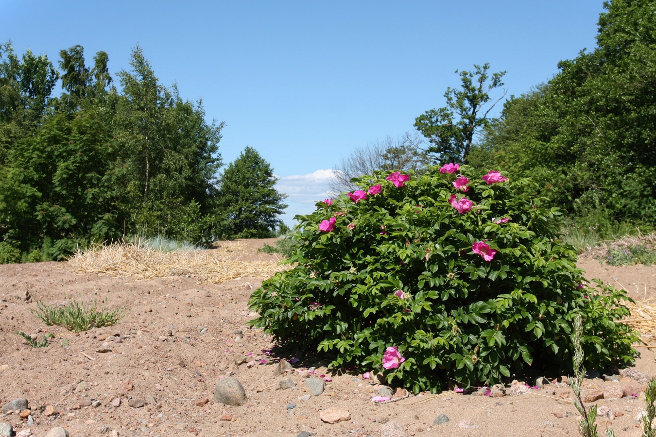 Image of Rosa rugosa specimen.