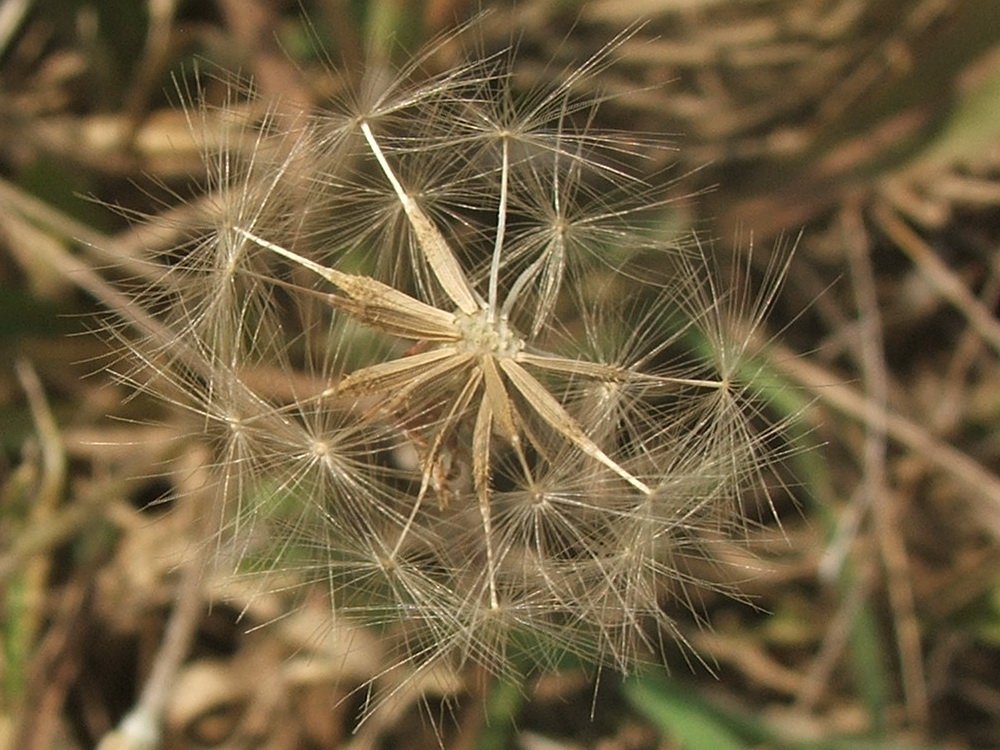 Изображение особи Taraxacum salsum.