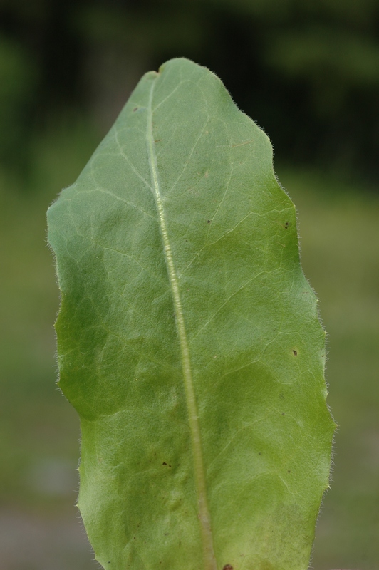 Image of Trommsdorffia maculata specimen.