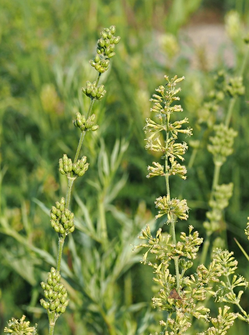 Image of Silene borysthenica specimen.