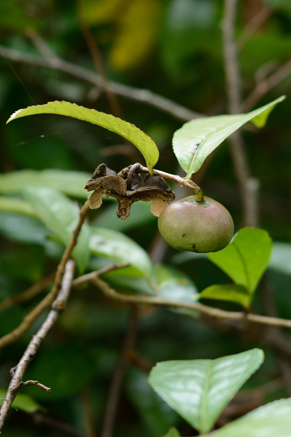 Image of Thea sinensis specimen.