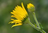 Doronicum macrophyllum