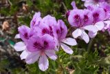 Pelargonium cucullatum. Цветки. Израиль, г. Иерусалим, ботанический сад университета. 01.05.2019.