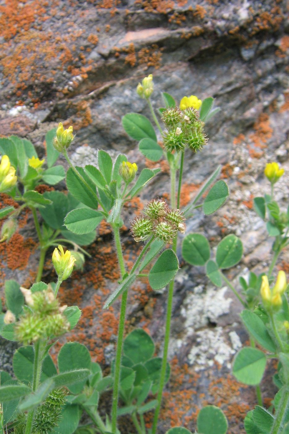 Изображение особи Medicago minima.