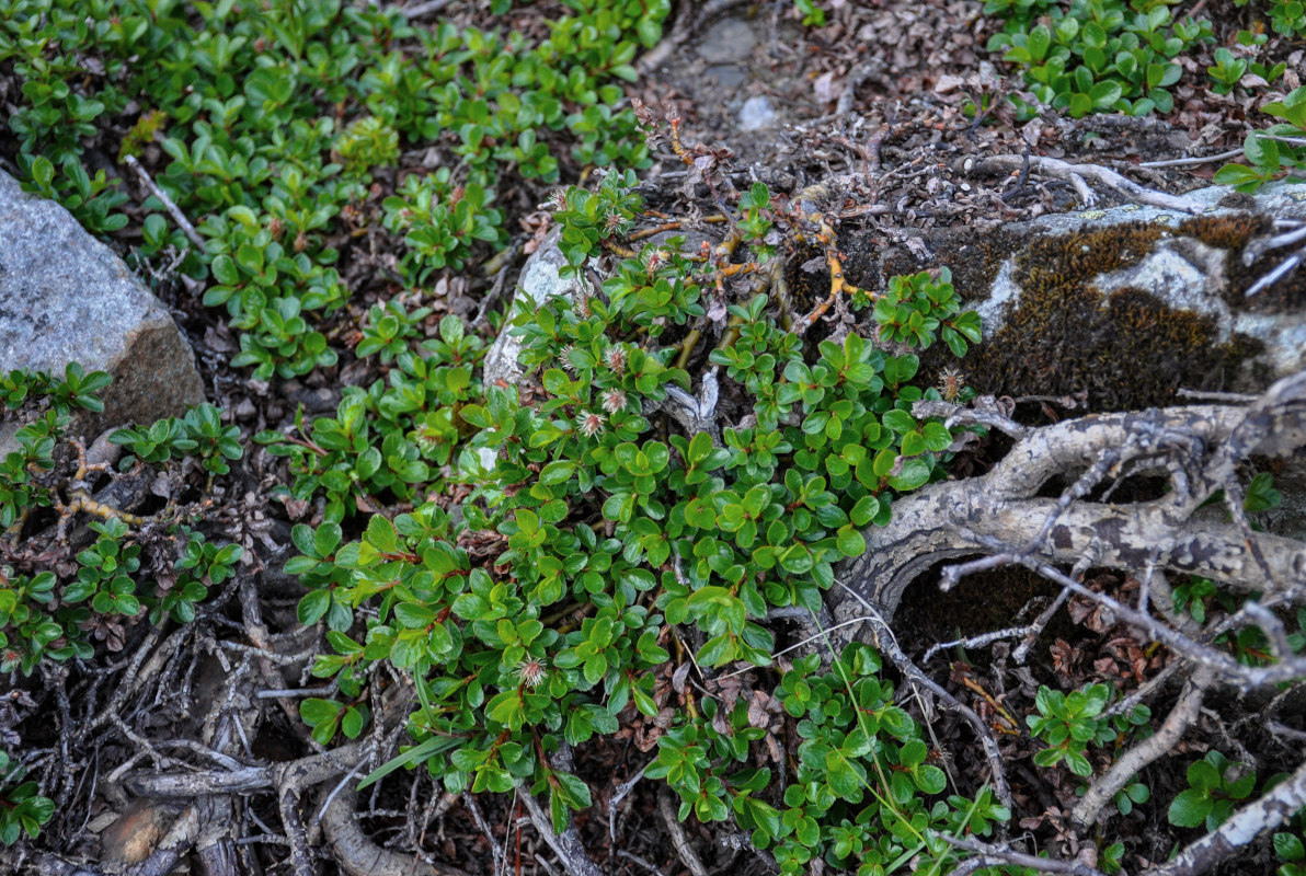 Image of genus Salix specimen.