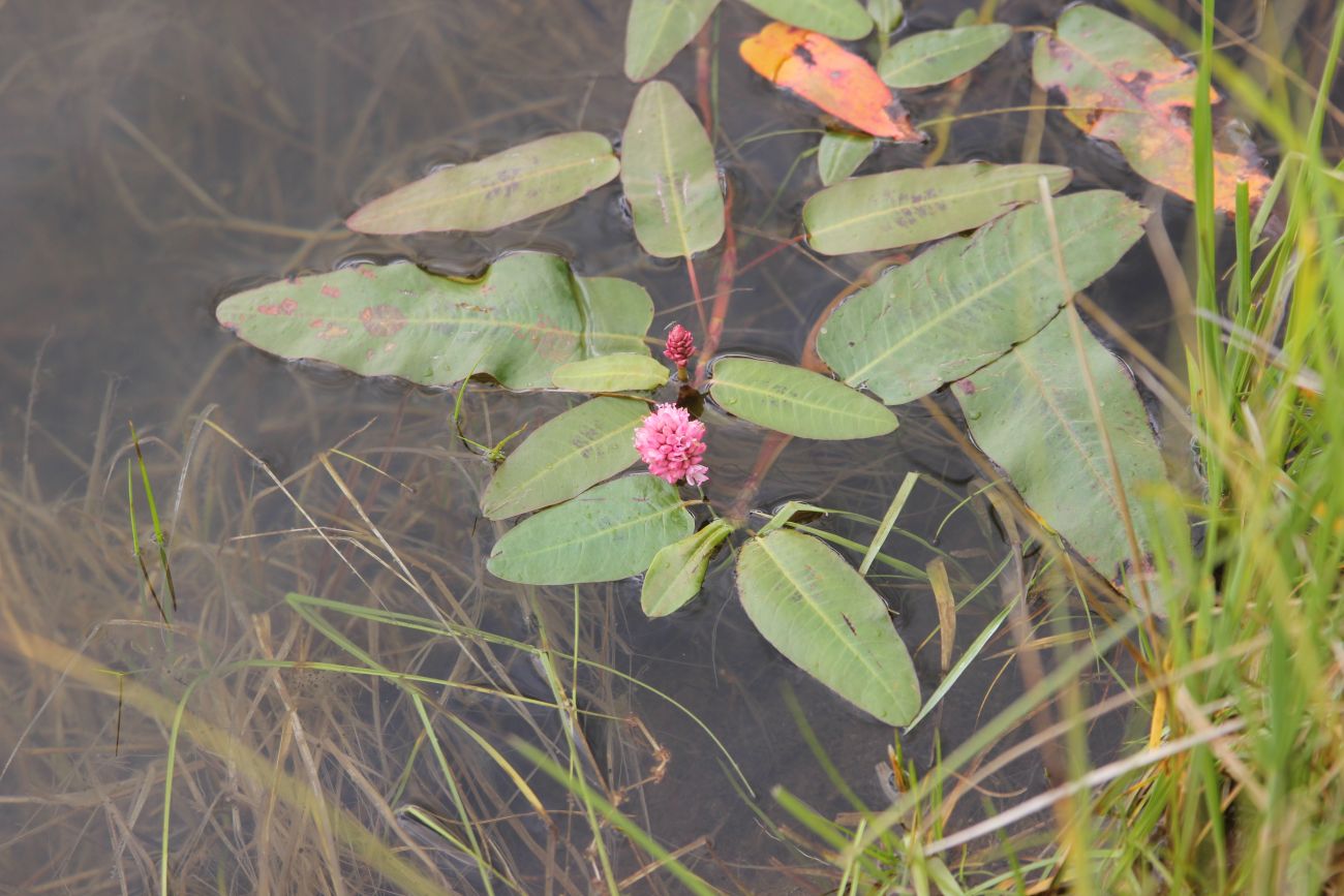 Image of Persicaria amphibia specimen.