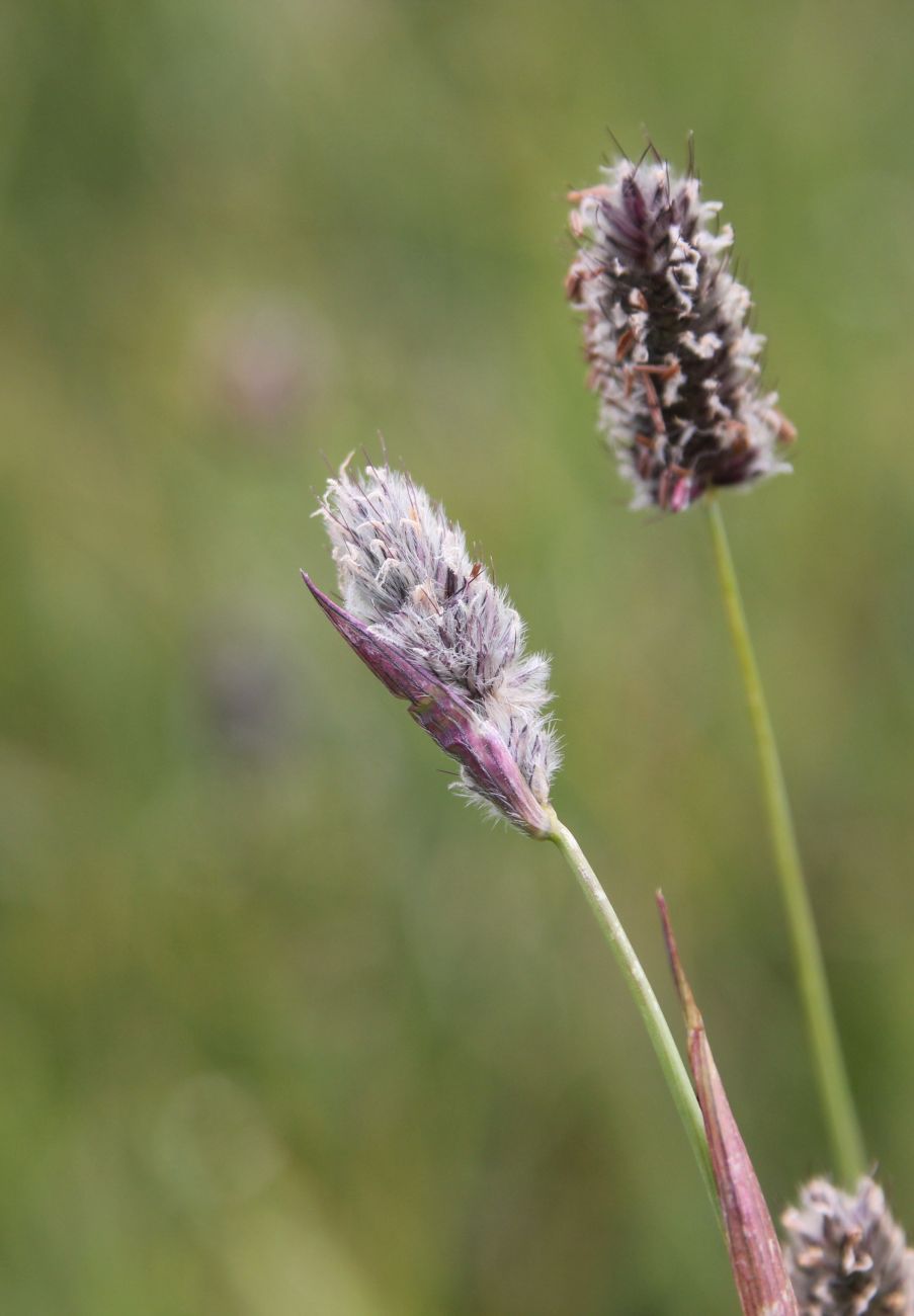 Image of genus Alopecurus specimen.