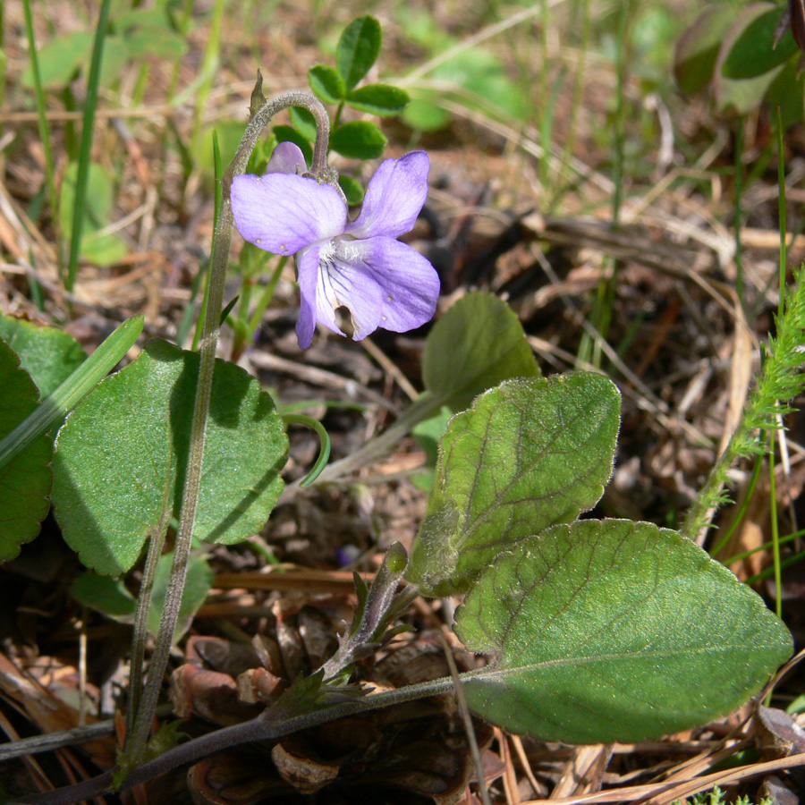 Image of Viola rupestris specimen.