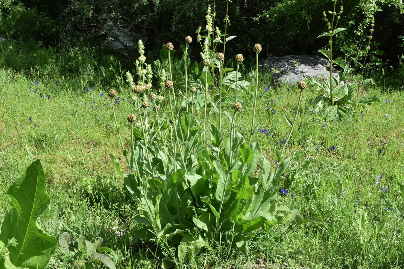 Изображение особи Stemmacantha integrifolia.