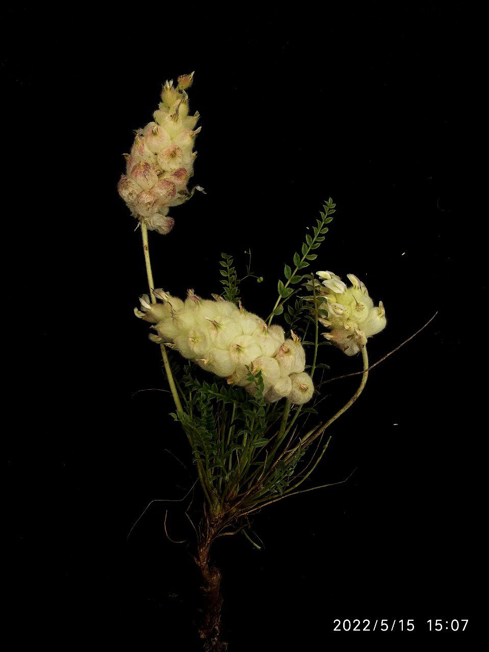 Изображение особи Astragalus willisii.