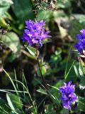 Campanula trautvetteri