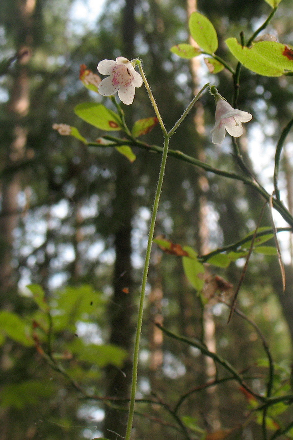 Image of Linnaea borealis specimen.