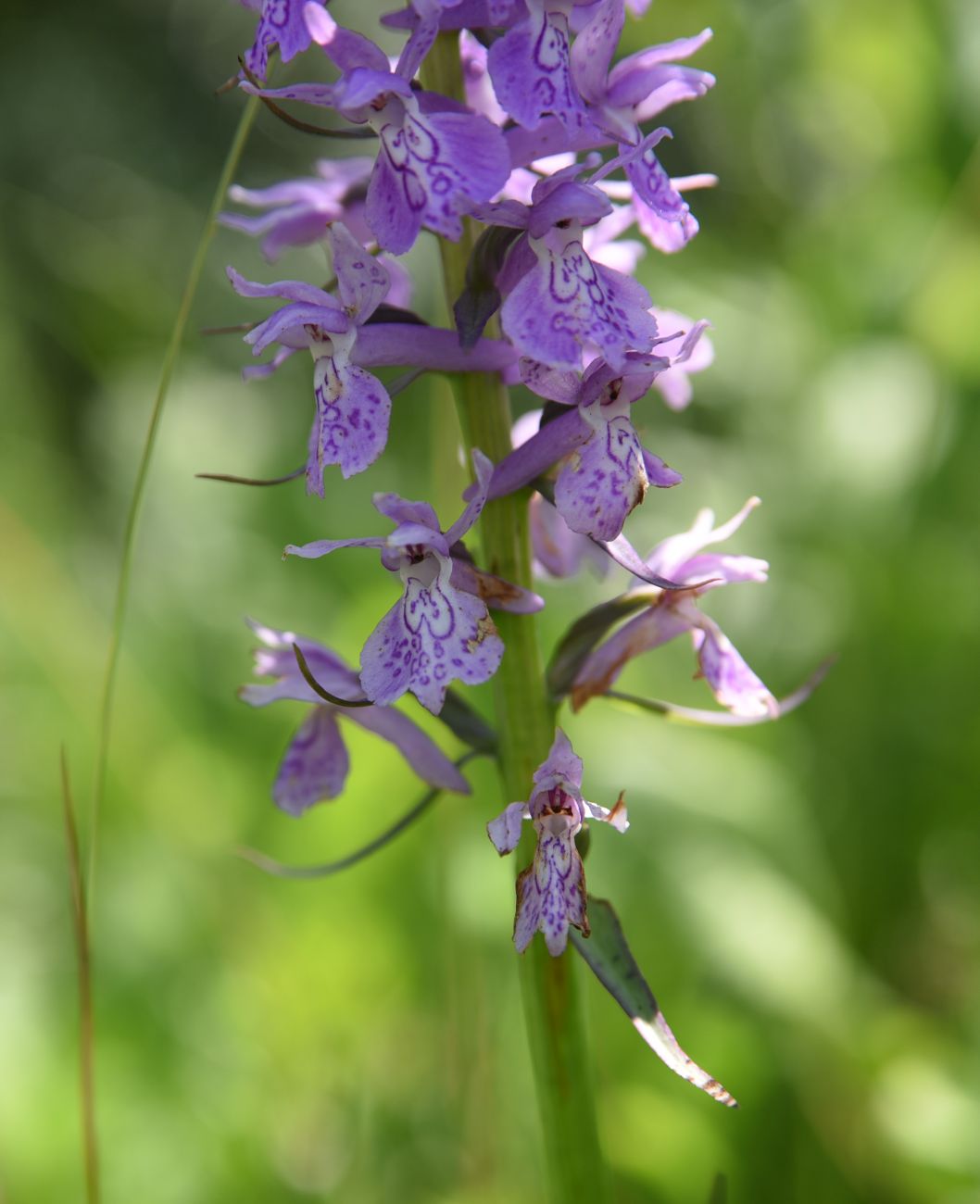 Изображение особи Dactylorhiza urvilleana.