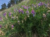 Vicia nervata