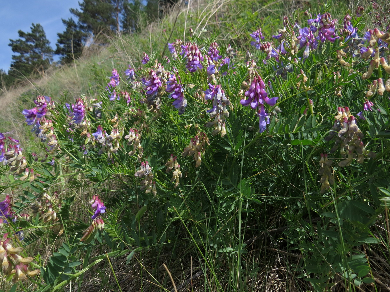 Изображение особи Vicia nervata.