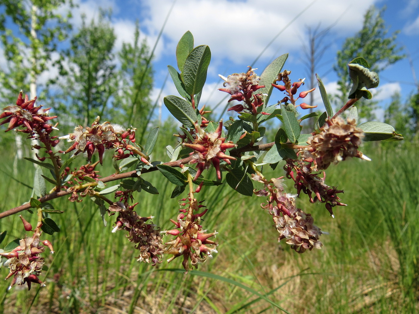 Image of Salix myrtilloides specimen.