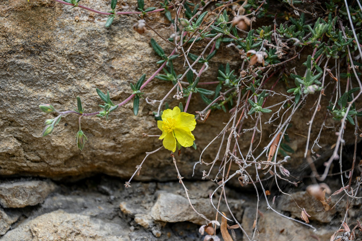 Image of genus Helianthemum specimen.