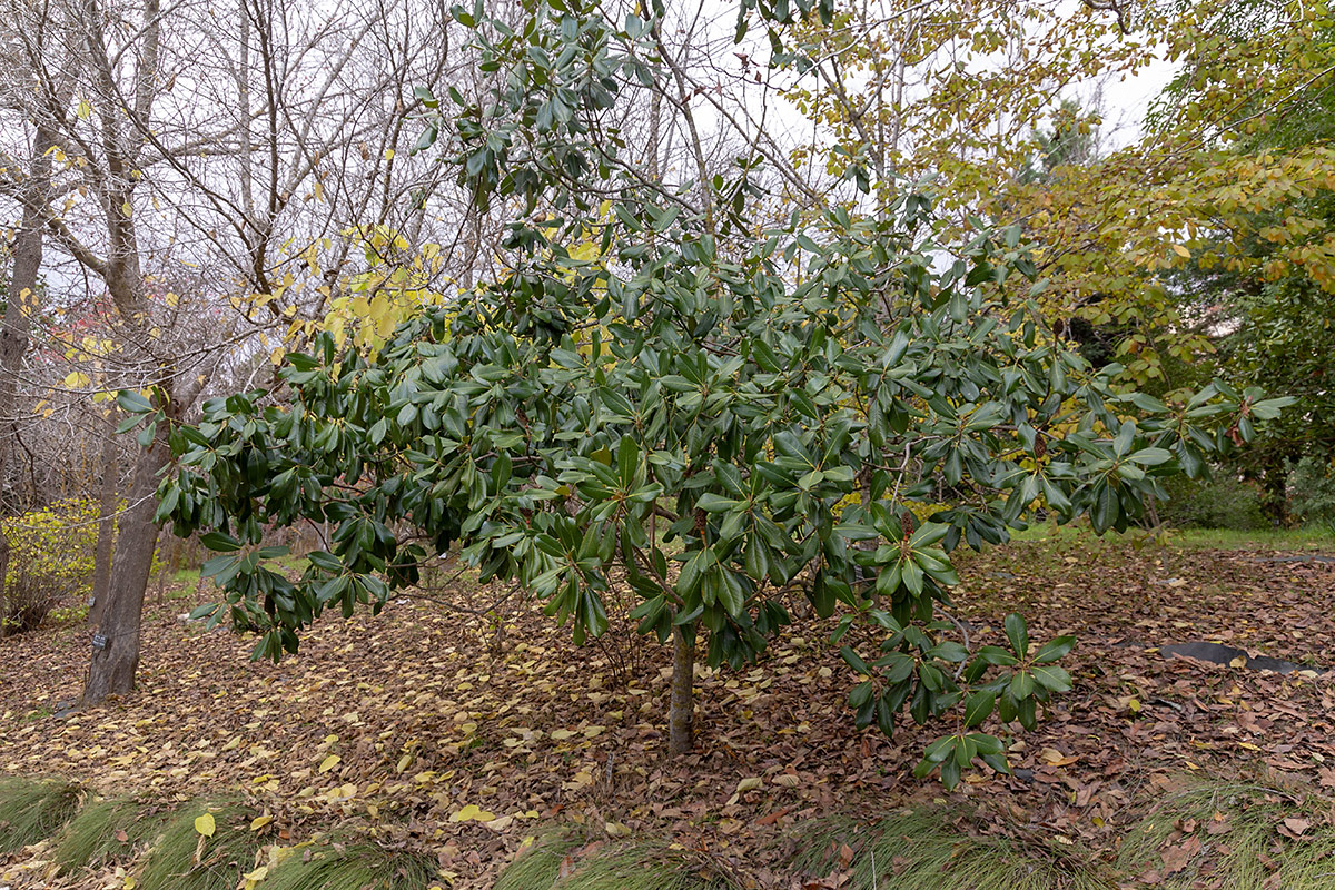 Image of Magnolia grandiflora specimen.