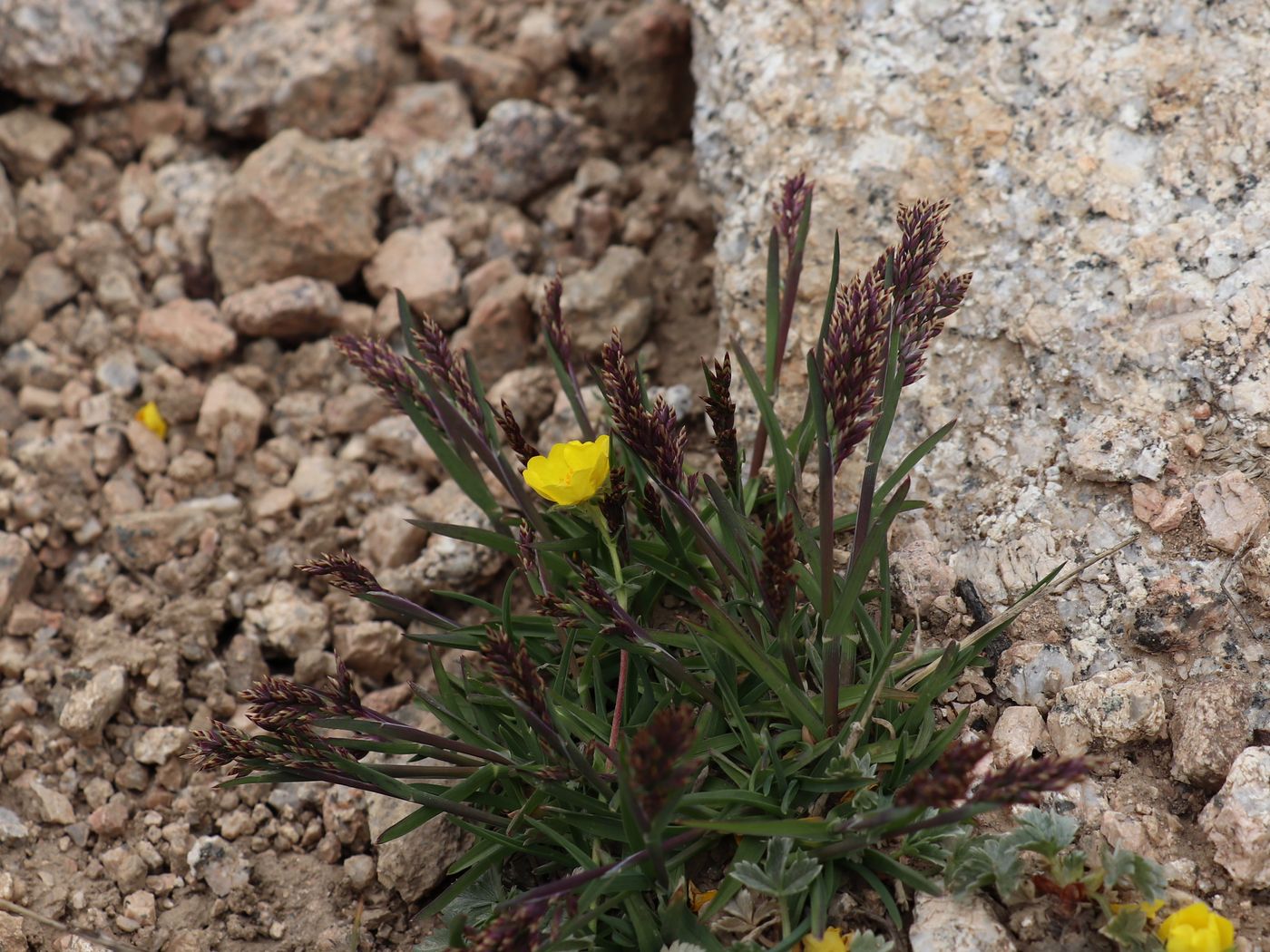 Image of Poa alpina specimen.