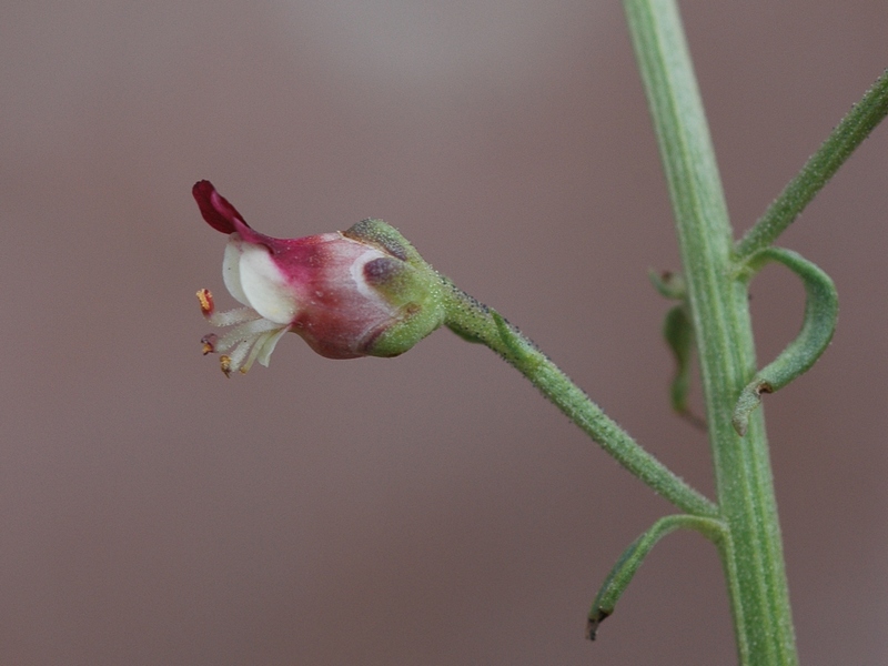 Изображение особи Scrophularia kiriloviana.