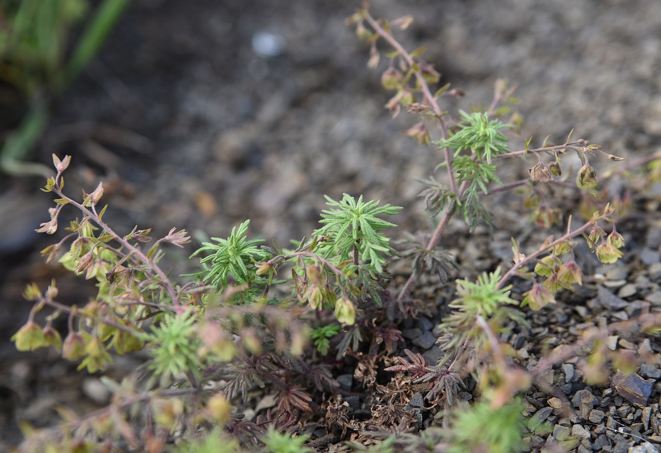 Image of Veronica caucasica specimen.