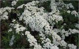 Spiraea × cinerea. Цветущее растение. Московская обл., Раменский р-н, окр. дер. Хрипань, садовый участок. 15.05.2023.