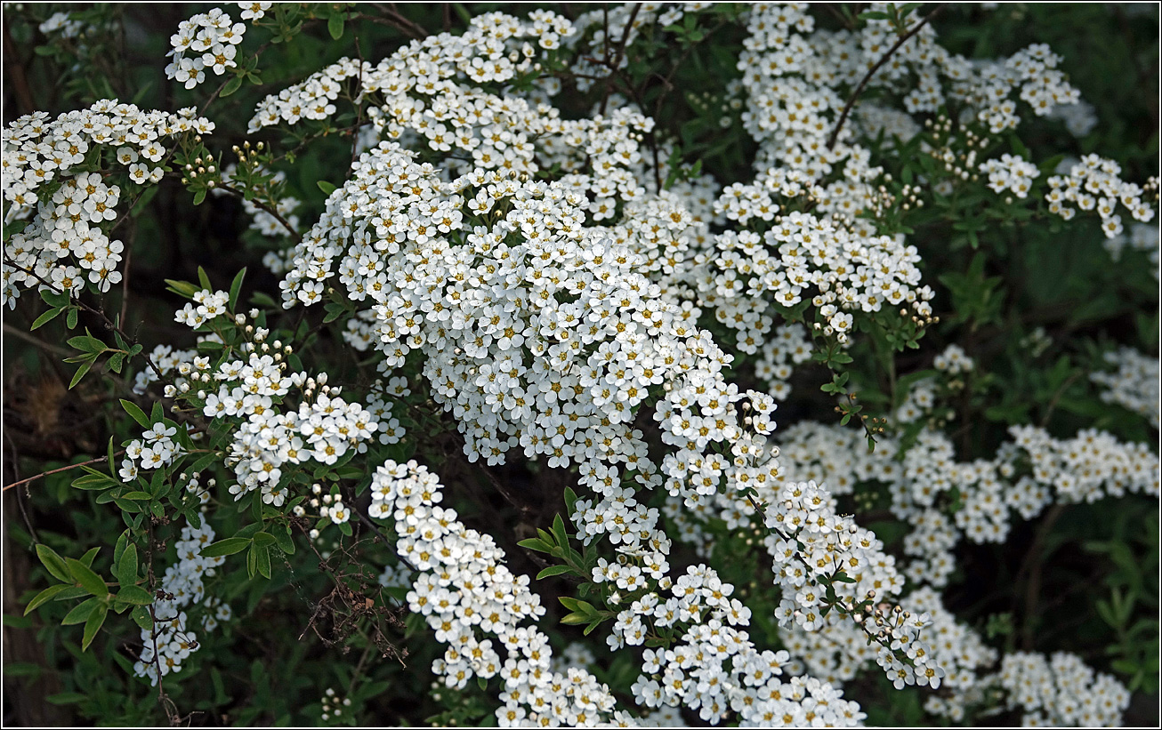 Image of Spiraea &times; cinerea specimen.