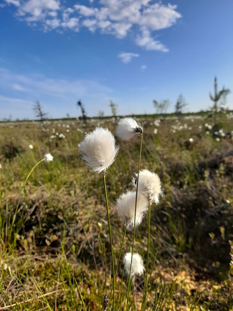 Изображение особи Eriophorum vaginatum.