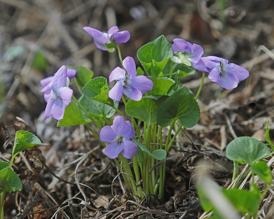 Изображение особи Viola brachysepala.