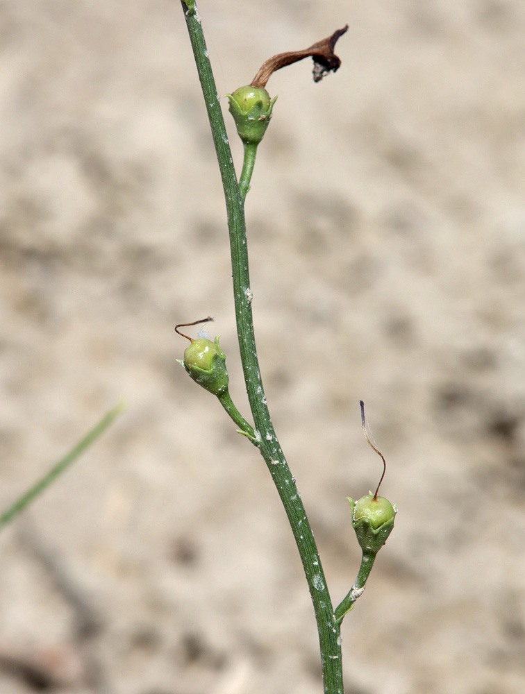 Image of Dodartia orientalis specimen.