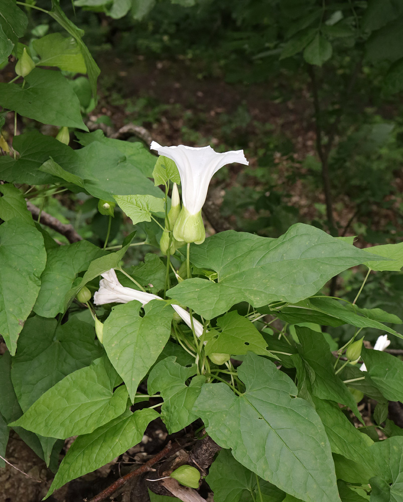 Изображение особи Calystegia silvatica.