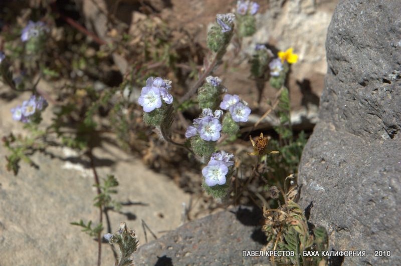 Image of Phacelia distans specimen.