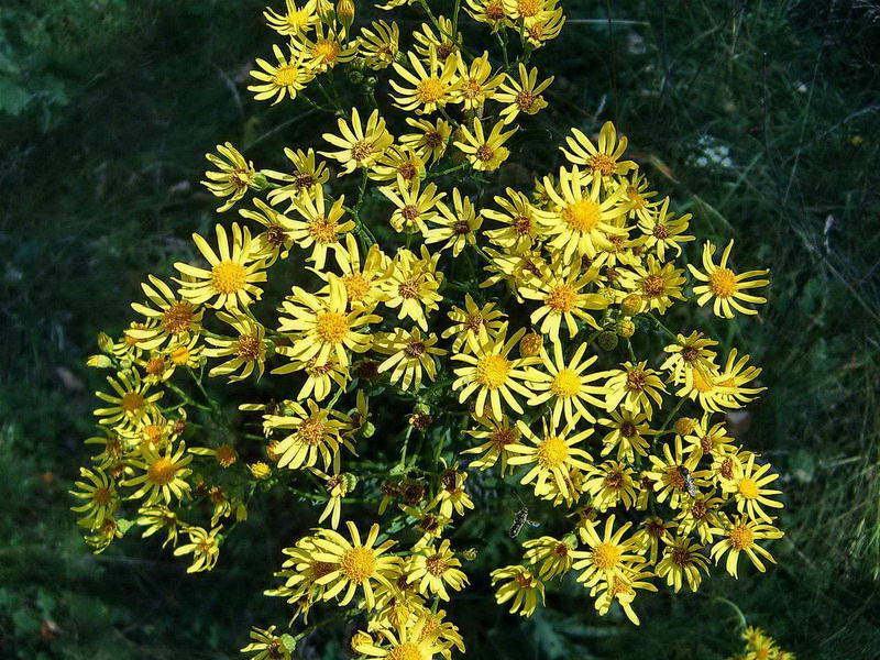 Изображение особи Senecio jacobaea.