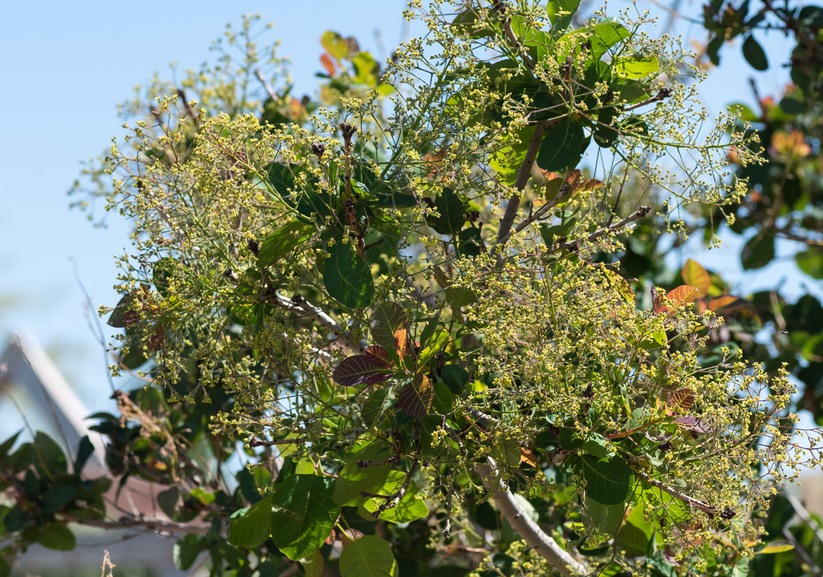 Изображение особи Cotinus coggygria.