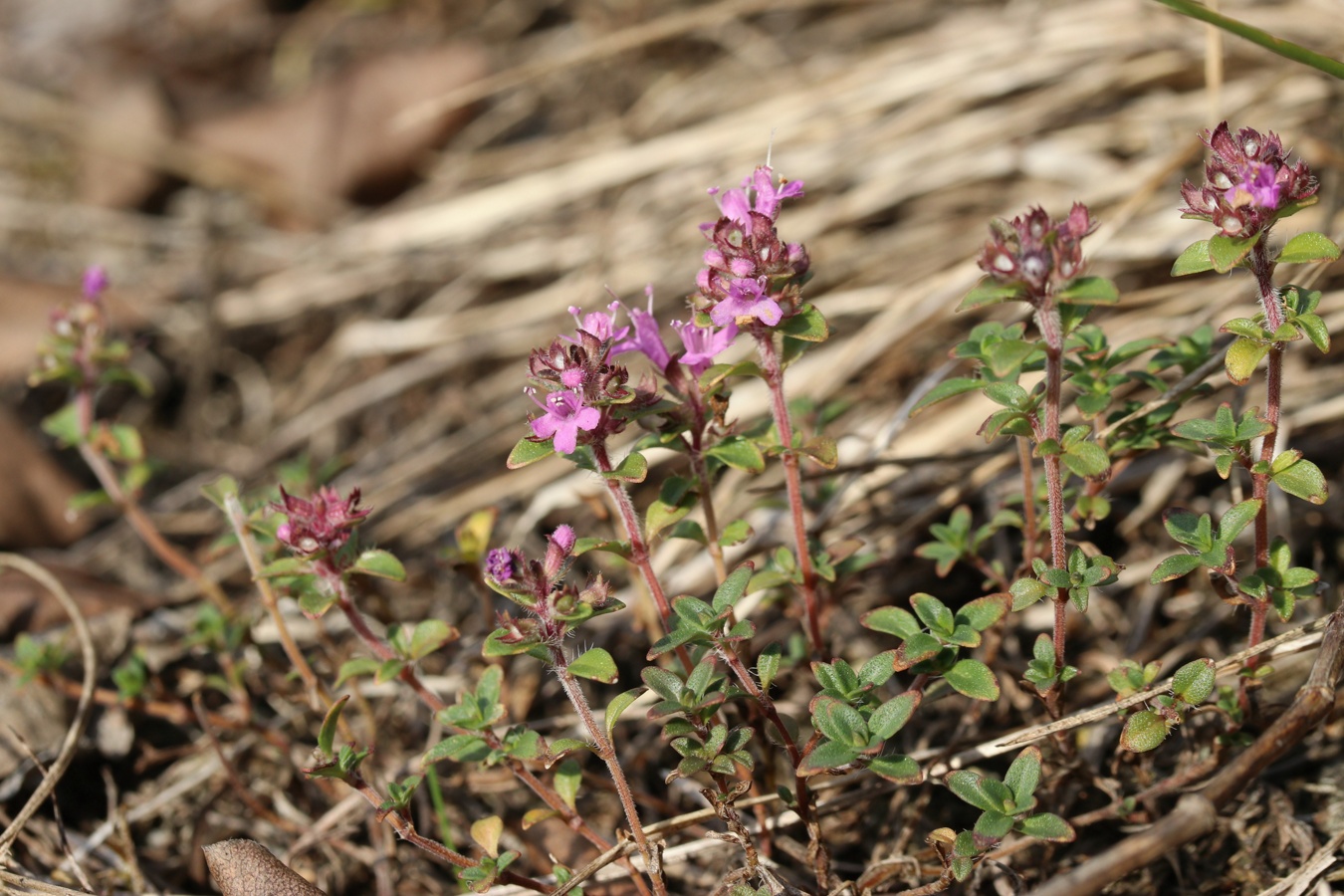 Изображение особи Thymus serpyllum.