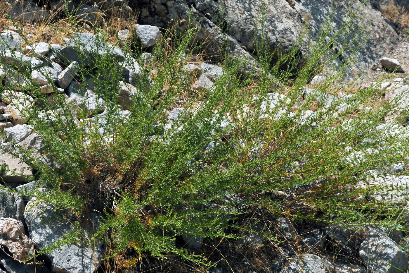 Image of genus Artemisia specimen.