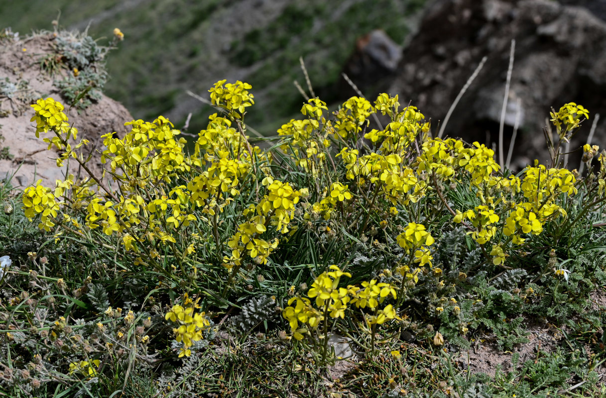 Изображение особи Erysimum humillimum.