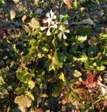Смотреть изображение семейство Brassicaceae