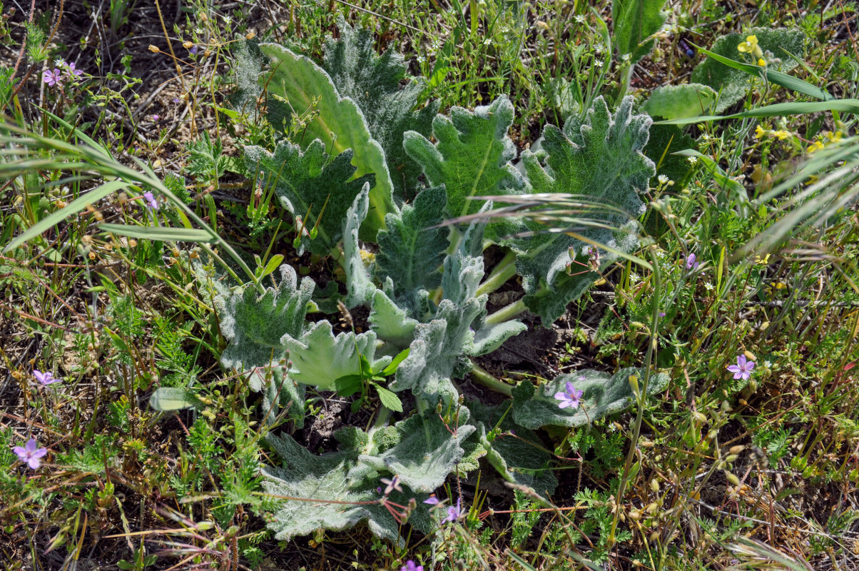 Image of Salvia aethiopis specimen.