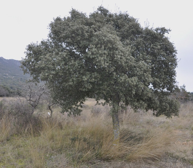 Image of Quercus ilex specimen.