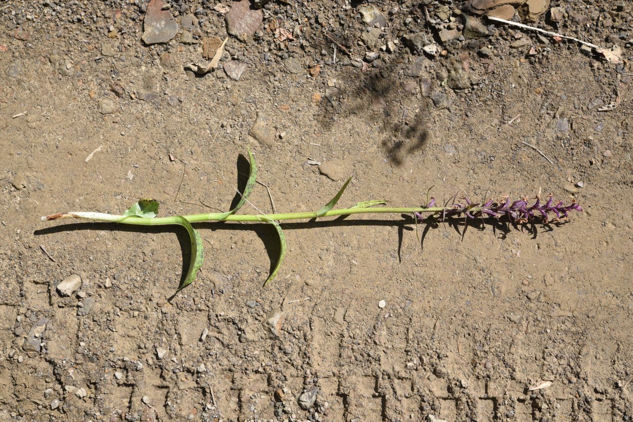 Изображение особи род Dactylorhiza.