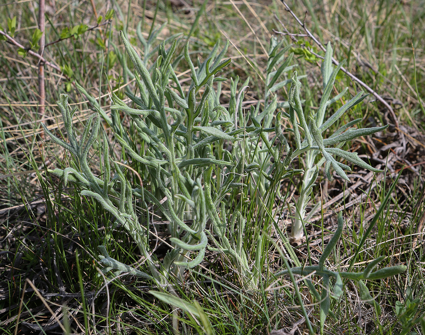 Image of genus Jurinea specimen.