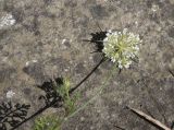 genus Daucus. Верхушка цветущего растения. Чечня, окр. с. Виноградное, правый берег р. Терек, луг. 22 июня 2024 г.